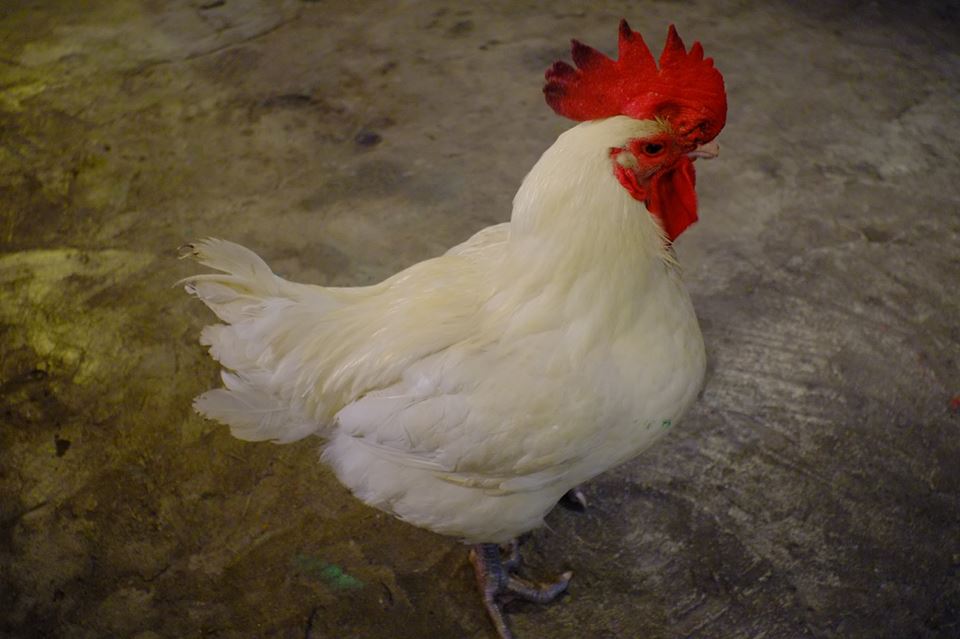 能盛興無所不在之一閉幕派對一