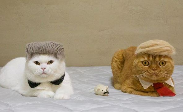 羊毛氈我聽過,但貓毛氈你知道嗎?