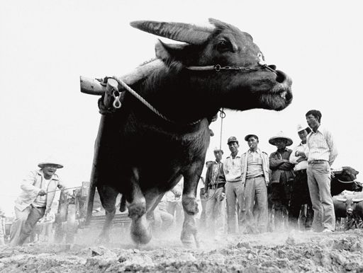 【台南藝文】《南台灣的守望者》周全池回顧展