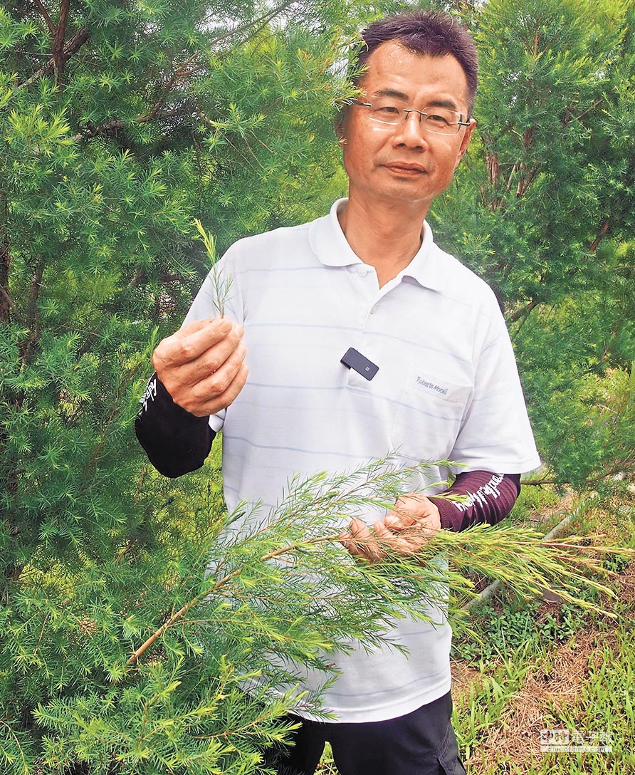 屏東農友陳林瑭馴化澳洲茶樹，成功從茶樹中萃取出茶樹精油，自創品牌行銷。（潘建志攝）