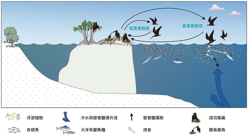 海鳥在島嶼與海域之間繁殖與覓食的示意圖。