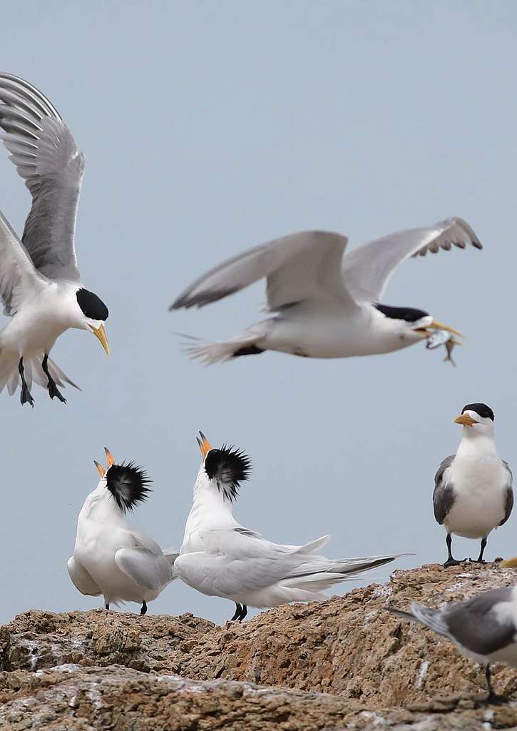 全球不到百隻、瀕臨絕種的神話之鳥:黑嘴端鳳頭燕鷗 圖中兩隻嘴喙末端為黑色的黑嘴端鳳頭燕鷗,如今全球數量不足50隻。